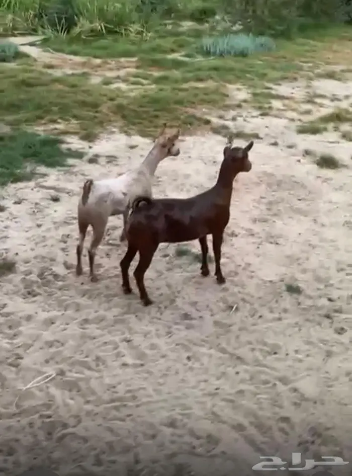 جفار عمانيات صلاليات بيور 1