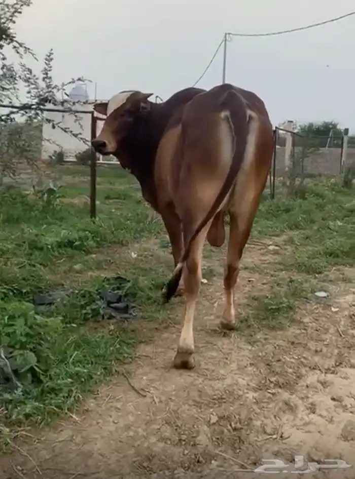 بقر مراح واحد للبيع 5