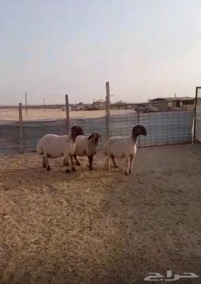 تم البيع للبيع غنم نعيم دفيع 0