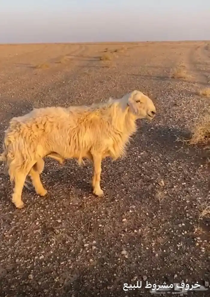 خروف مشروط للبيع 0