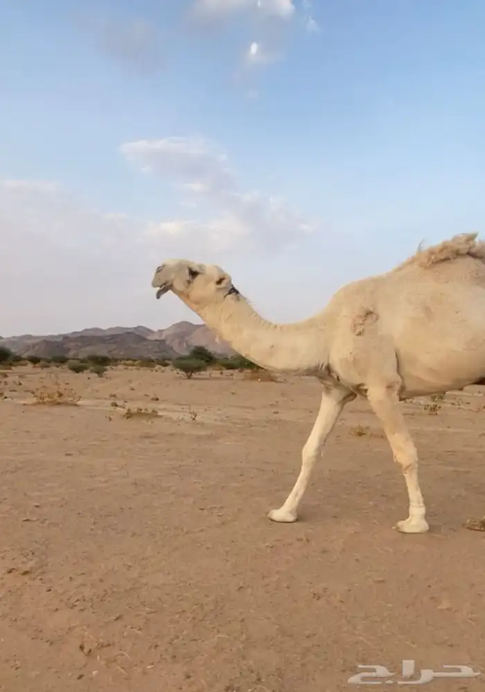 للبيع فحل سنه ثني ابوه مشاكل ابو عجاريد الموقع الهضب 0