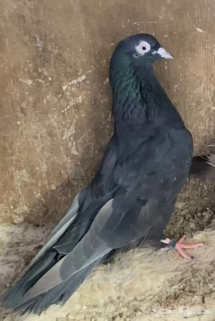 حمام قطايف جوز 2