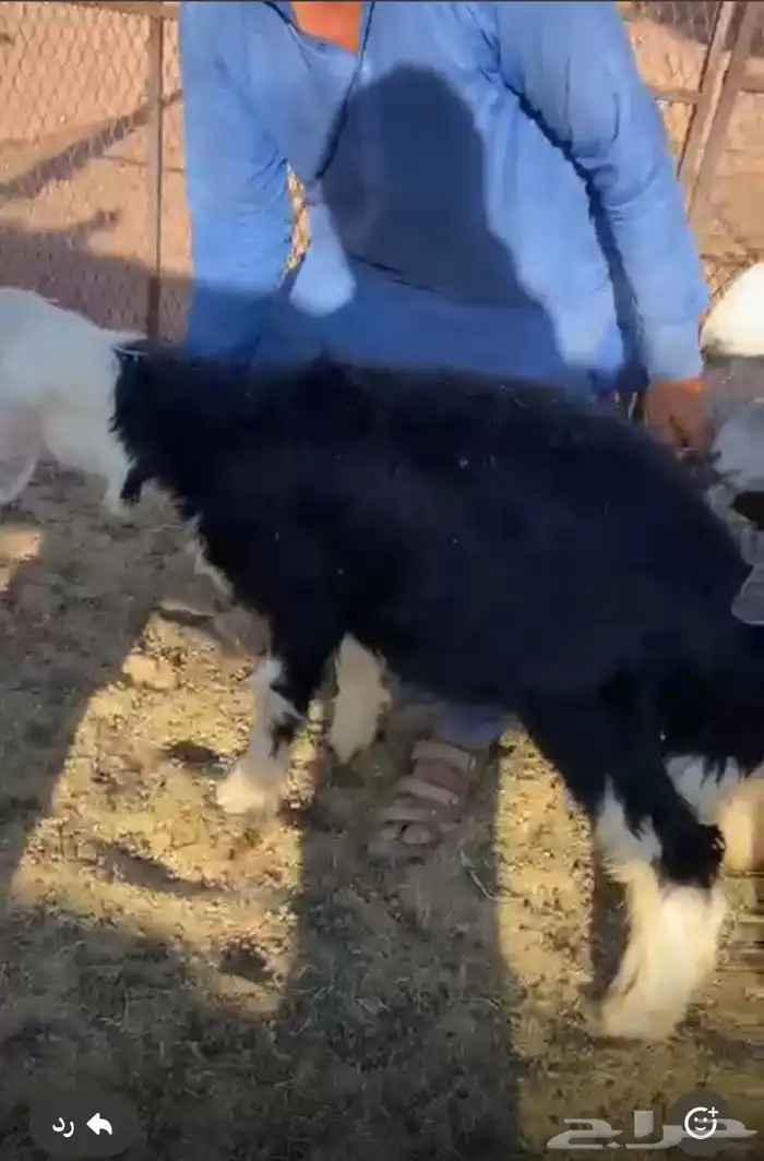 خرفان 2للبيع 0