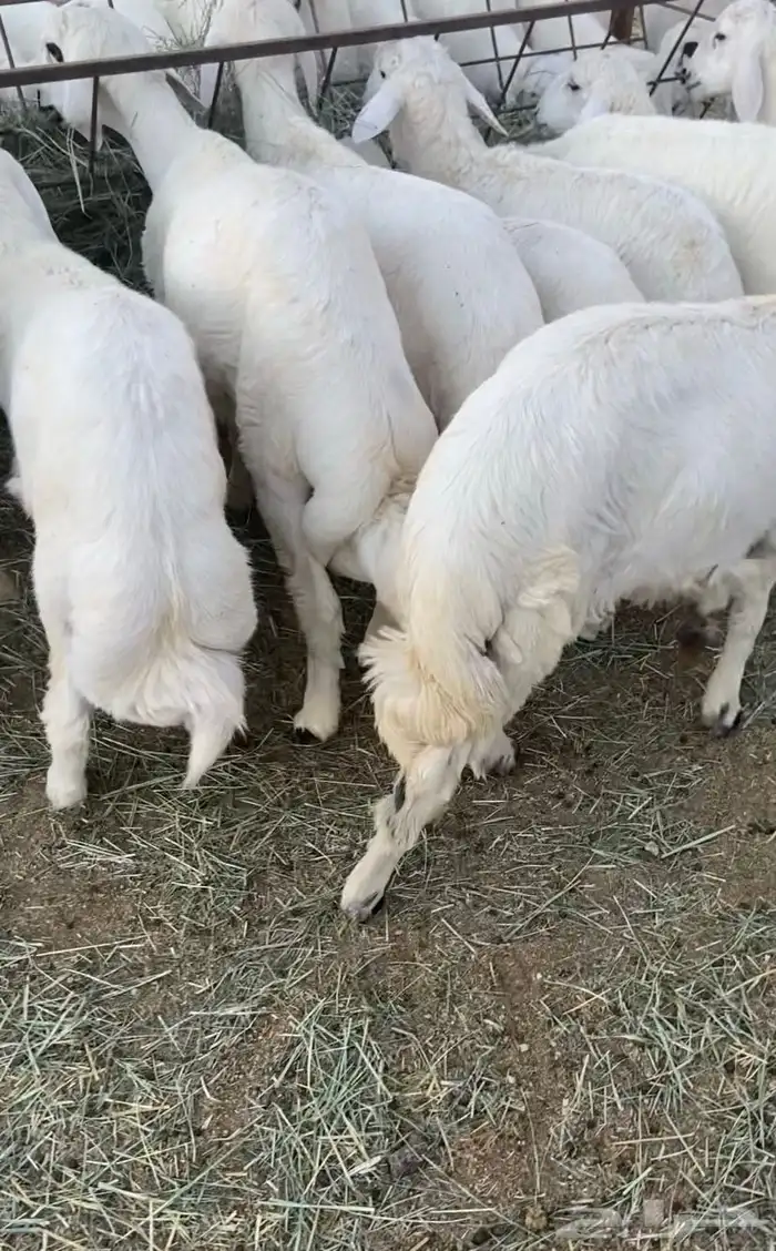 40 خروف 2