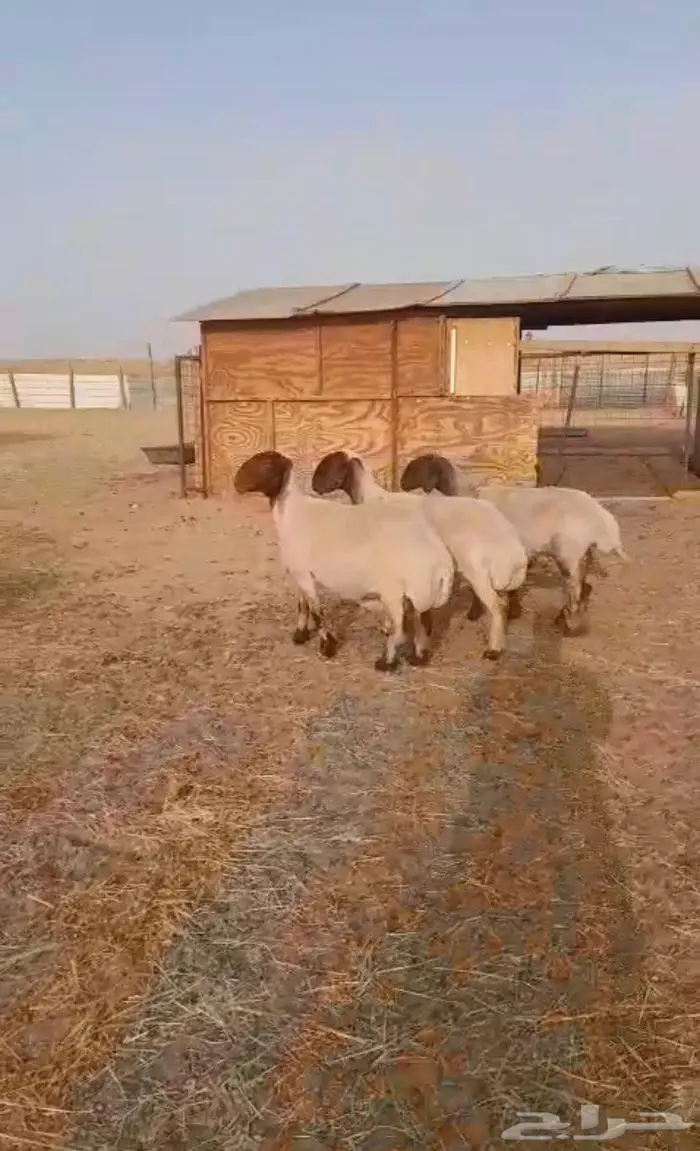 تم البيع للبيع غنم نعيم دفيع 1