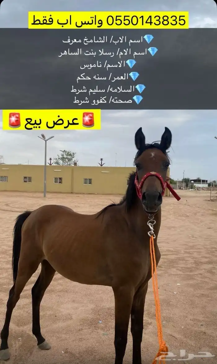 خيل 0