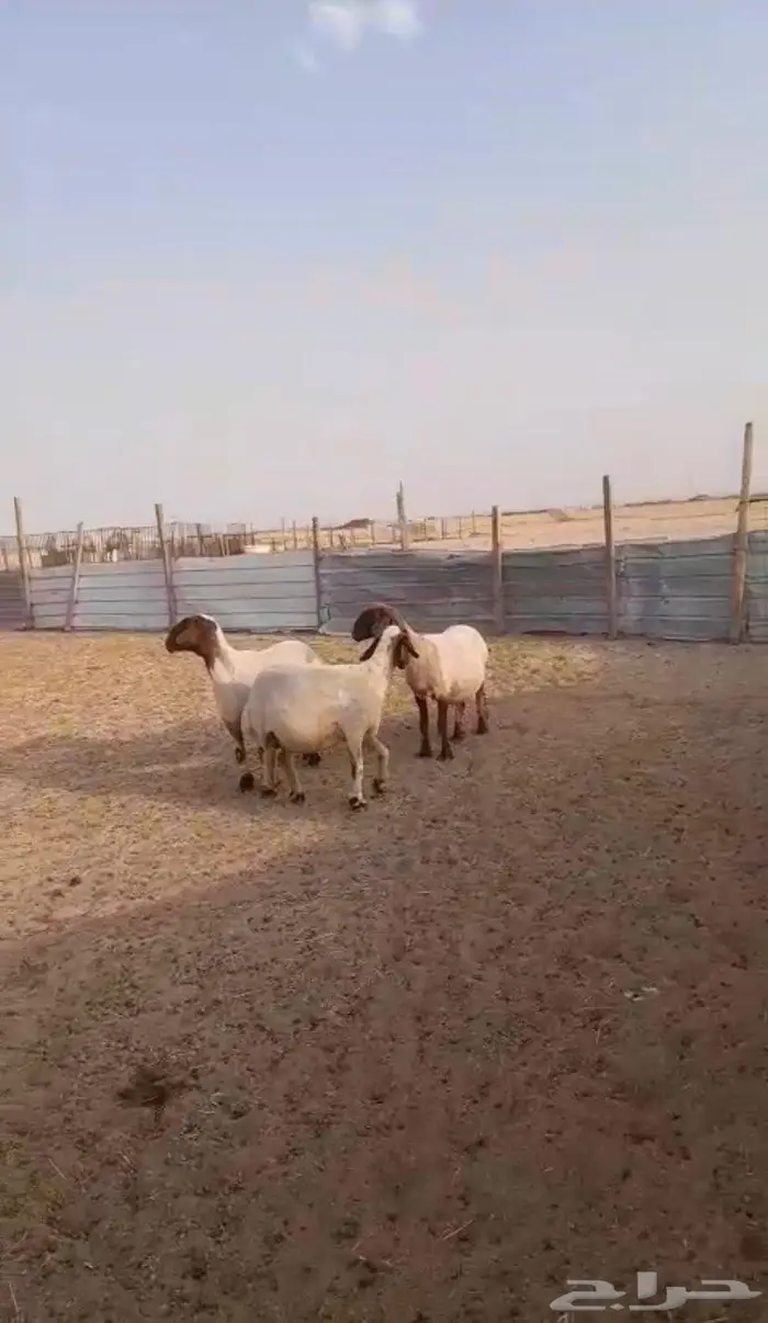 تم البيع للبيع غنم نعيم دفيع 3