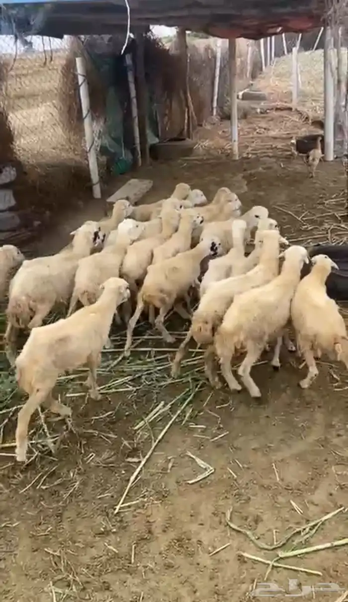 كباشه العدد 10 تربيه كلها طيبه ولا فيها شي وتنفع لي تربيه 0