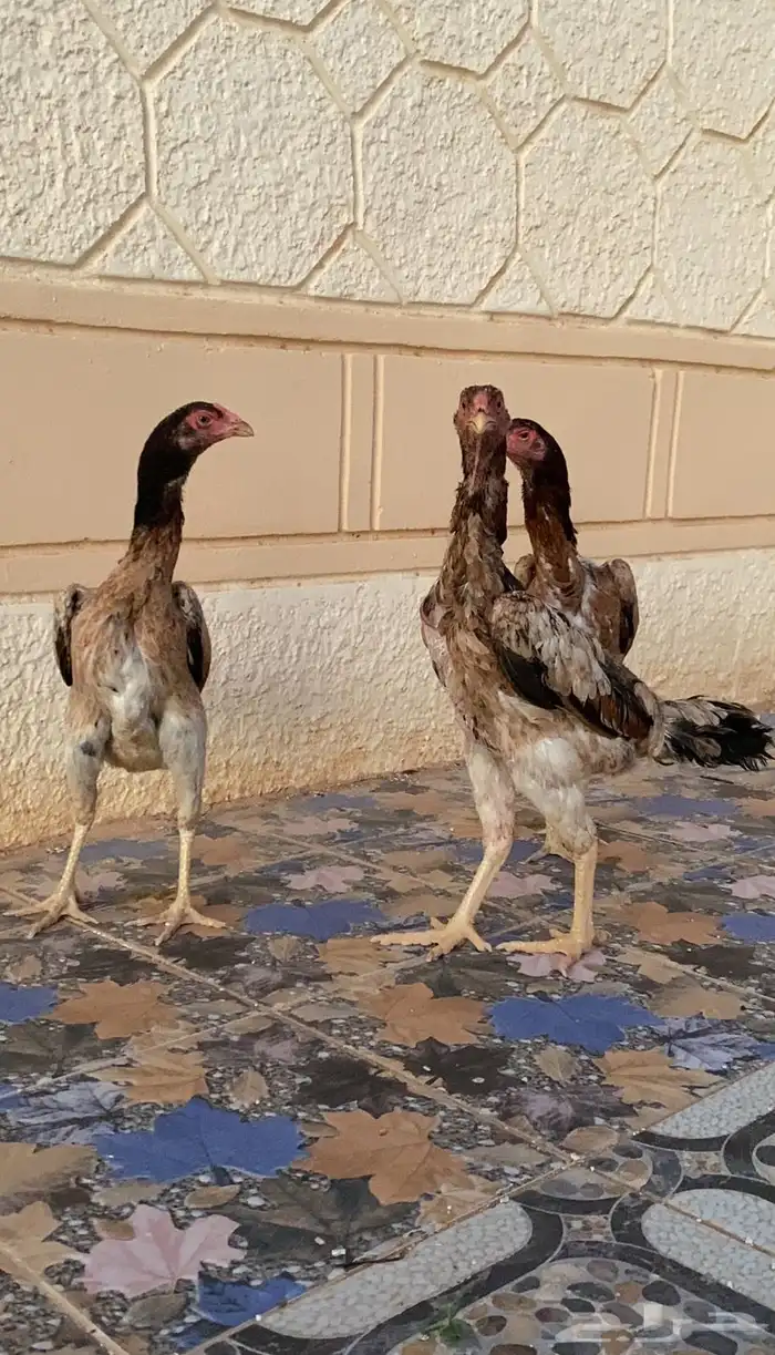للبيع ثلاث دجاجات مع ديك شامو ياباني 0