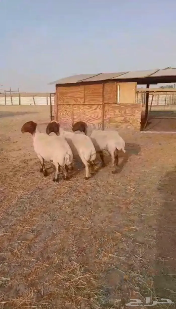 تم البيع للبيع غنم نعيم دفيع 2