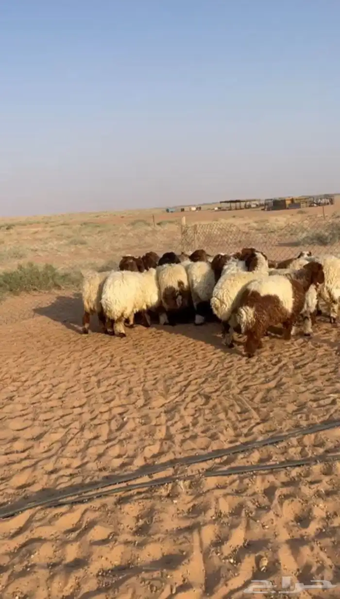 للبيع رخال نعيم طيبات 2