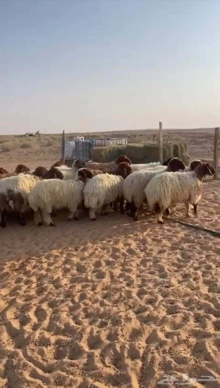 للبيع رخال نعيم طيبات 0