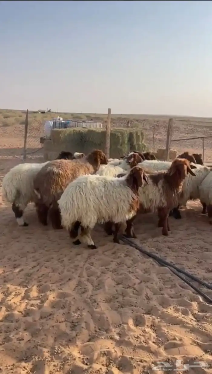 للبيع رخال نعيم طيبات 1