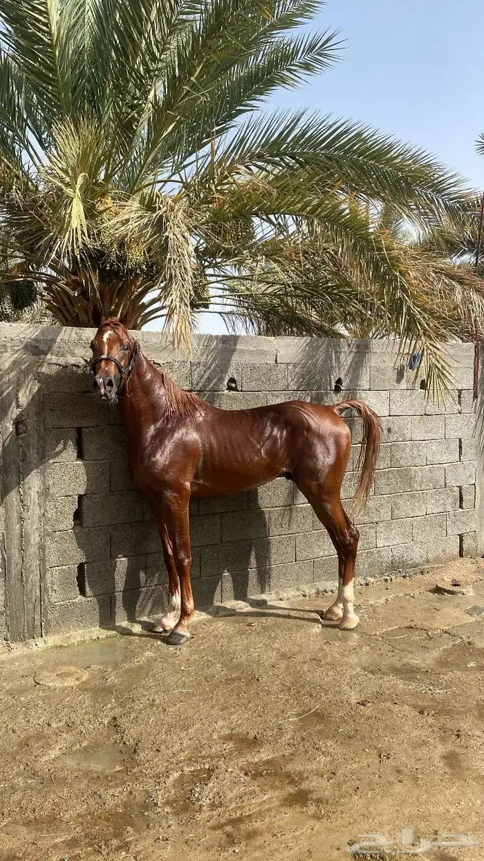 حصان شعبي 2