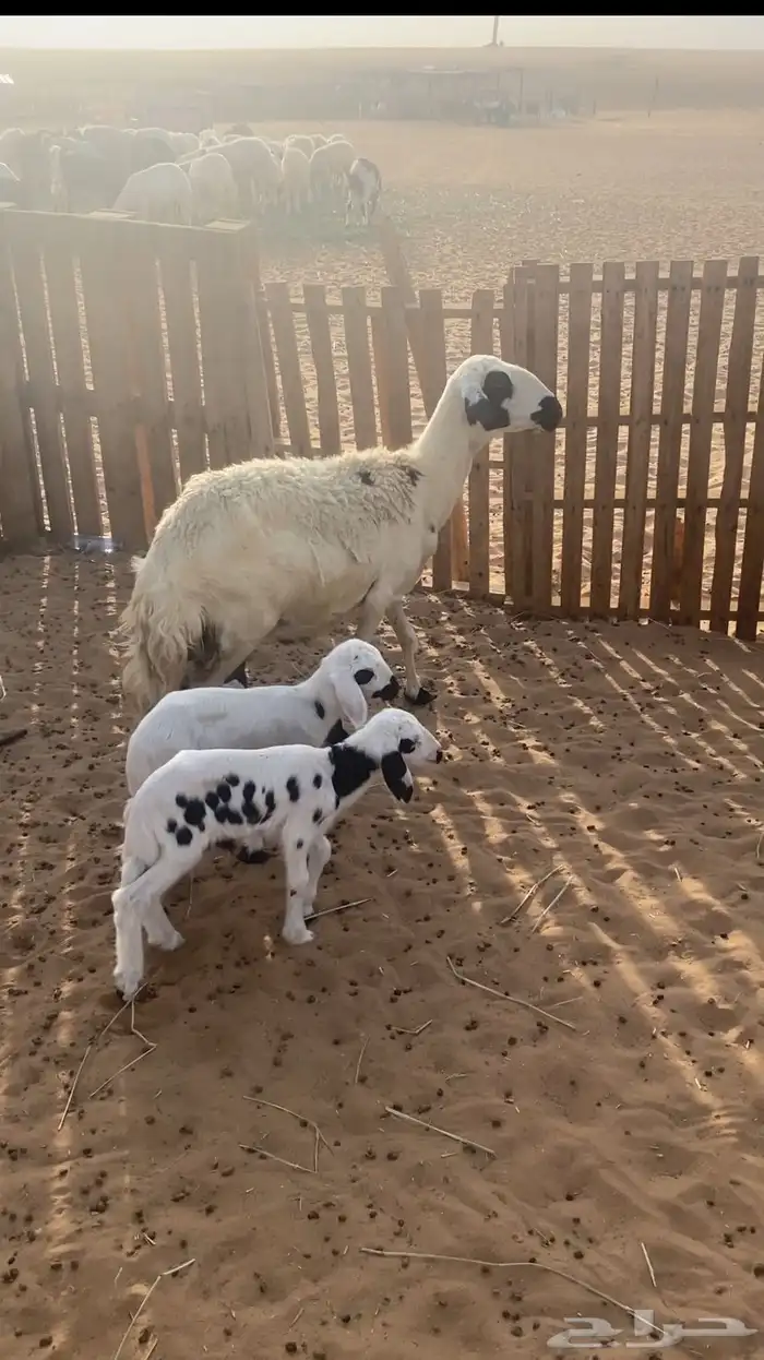 نعجه صفراء 2