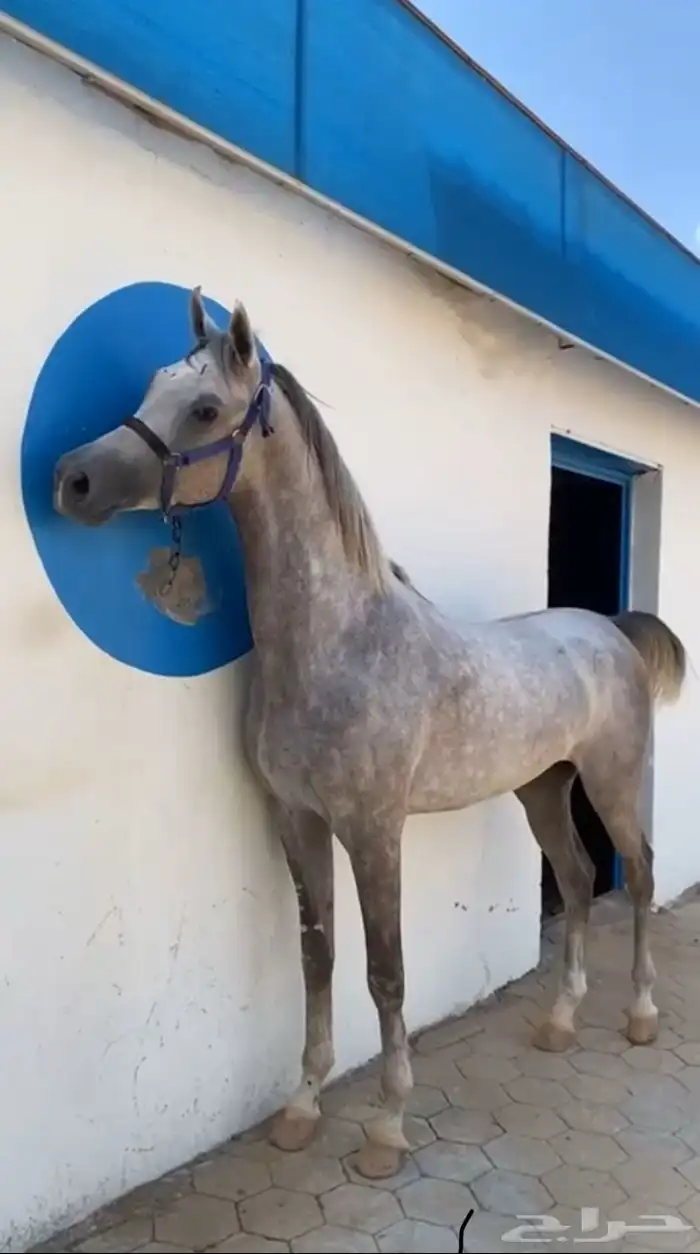 حصان للبيع 0