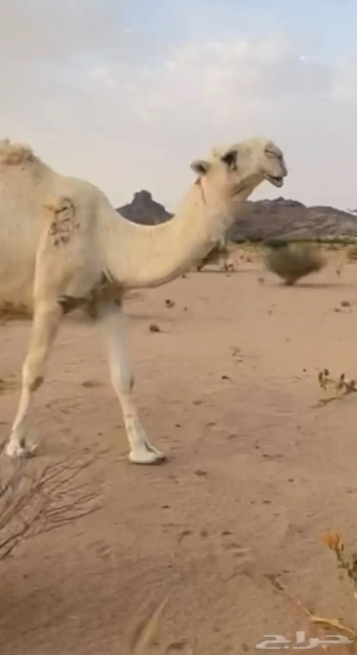للبيع فحل سنه ثني ابوه مشاكل ابو عجاريد الموقع الهضب 1