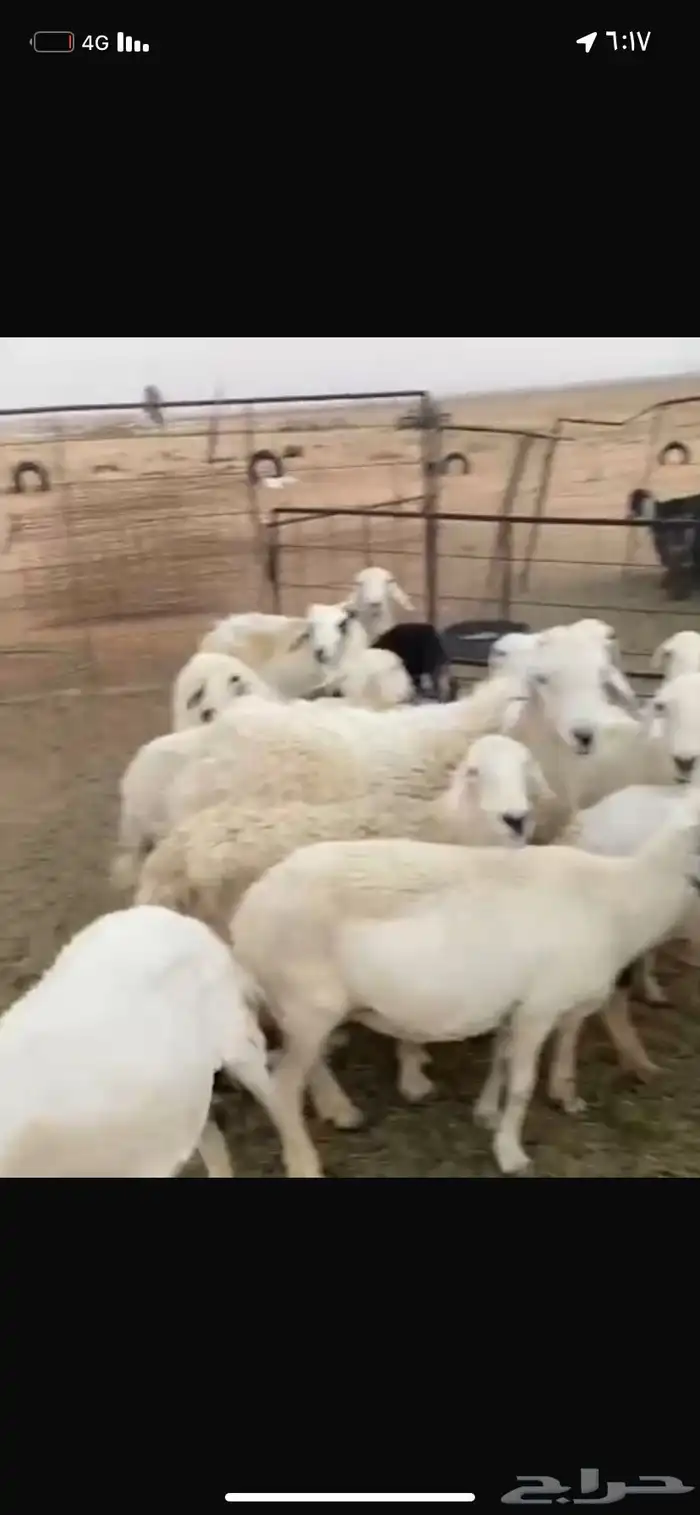 حريات عدد 14 راس بفحلها 3