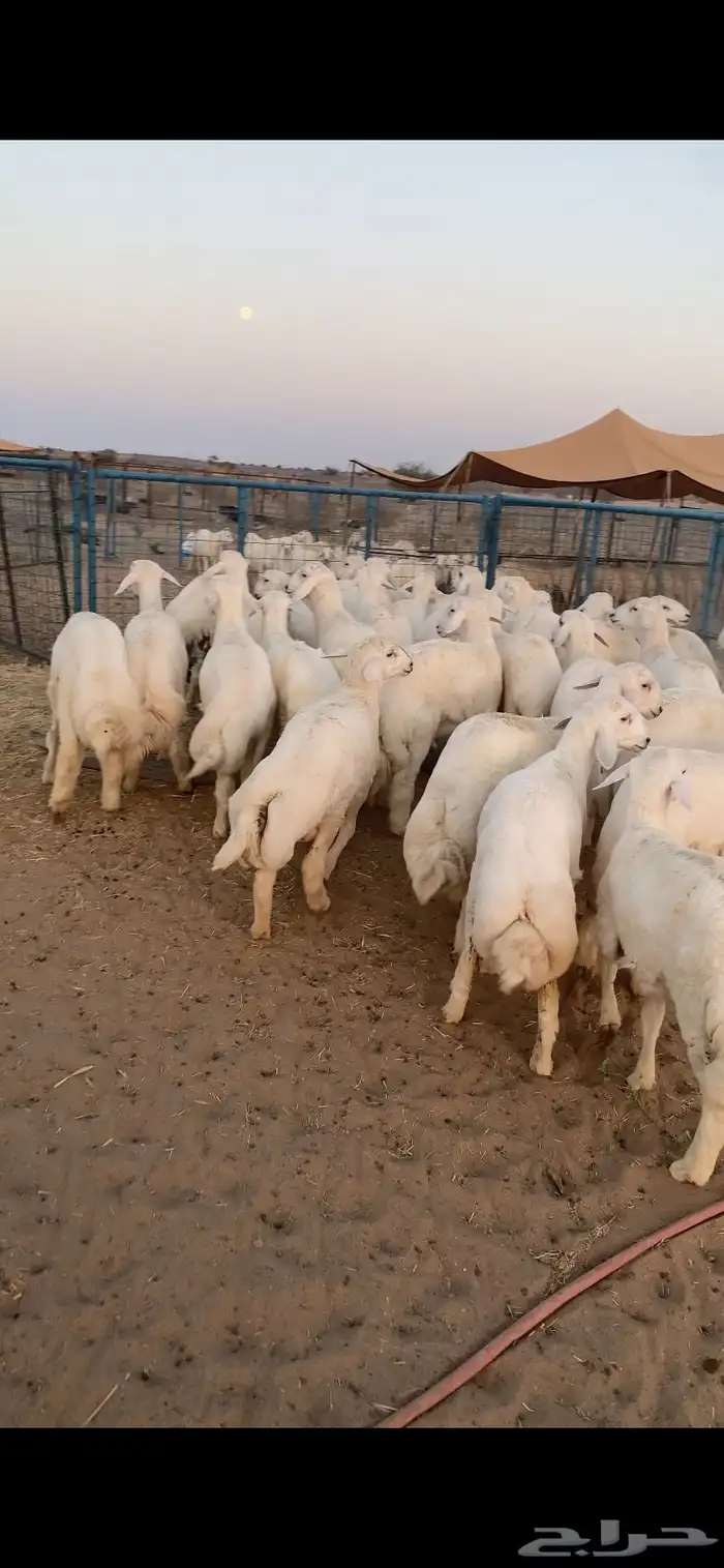 طليان جبره ذبايح رقم واحد فاخر 0