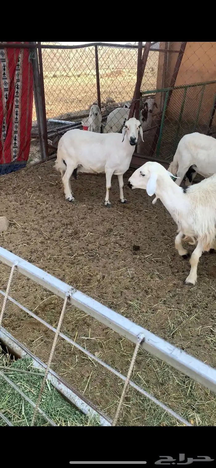 غنم صنف 1