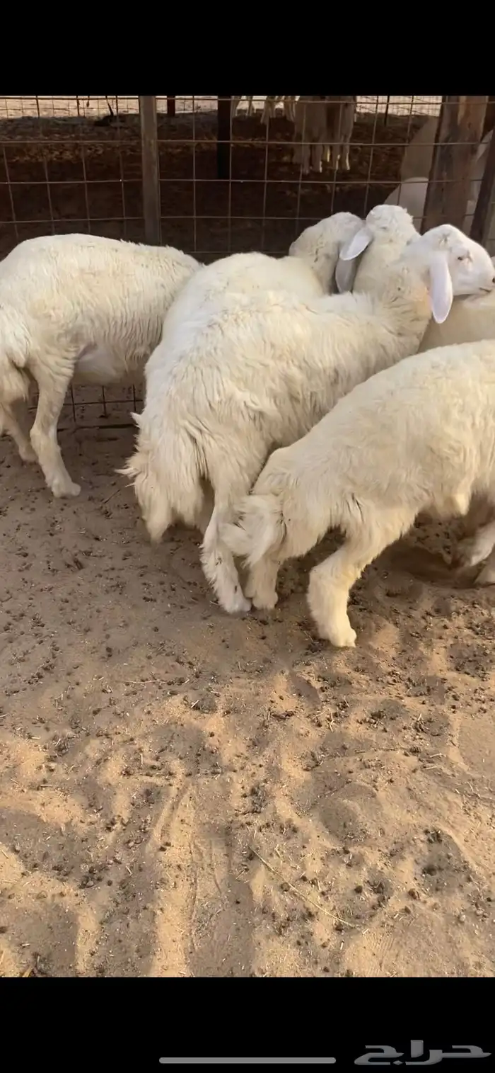 طليان و ثنتين رخال ذبايح 3
