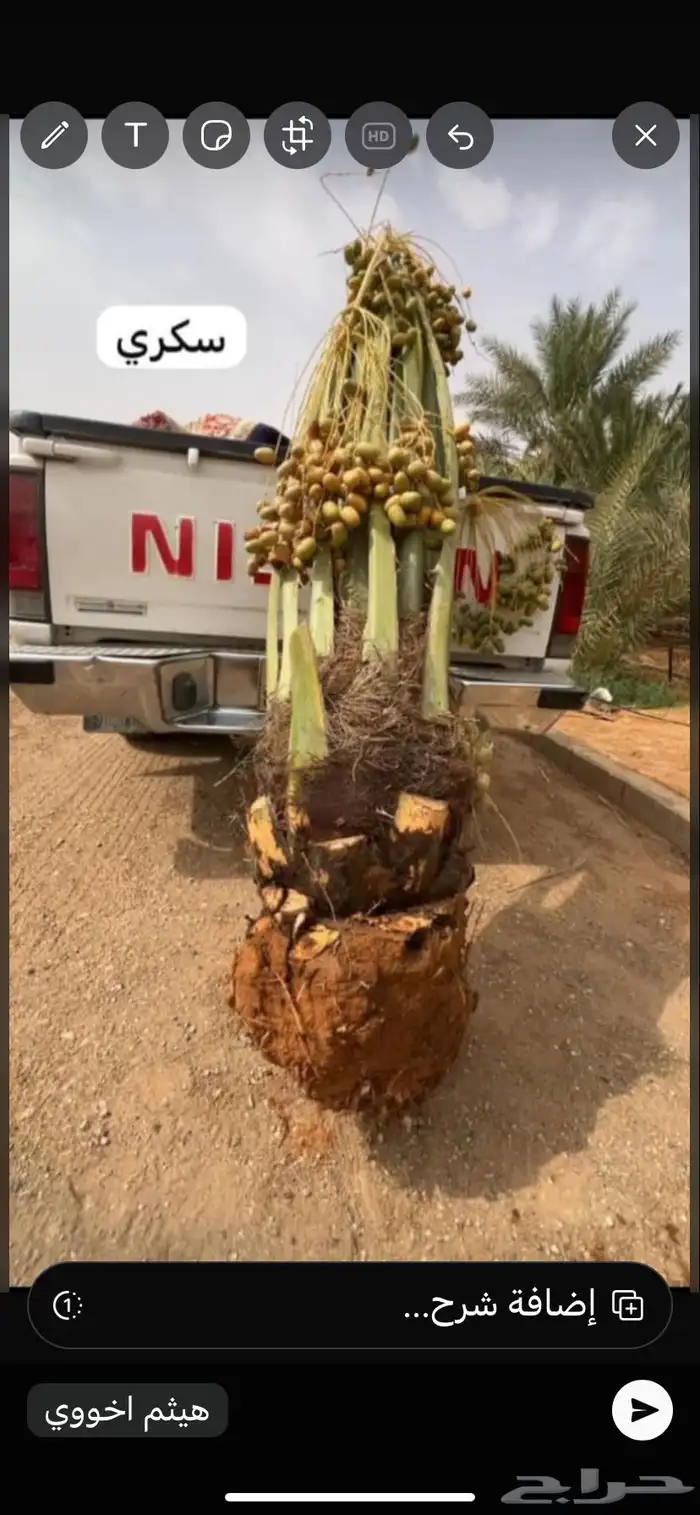 يوجد لدي جميع انواع النخيل نخل عربي بجميع انواعه ونخلواشنطن 1