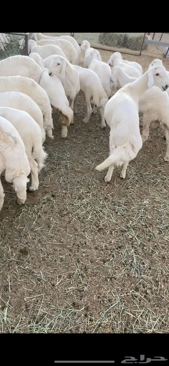 40 خروف 3