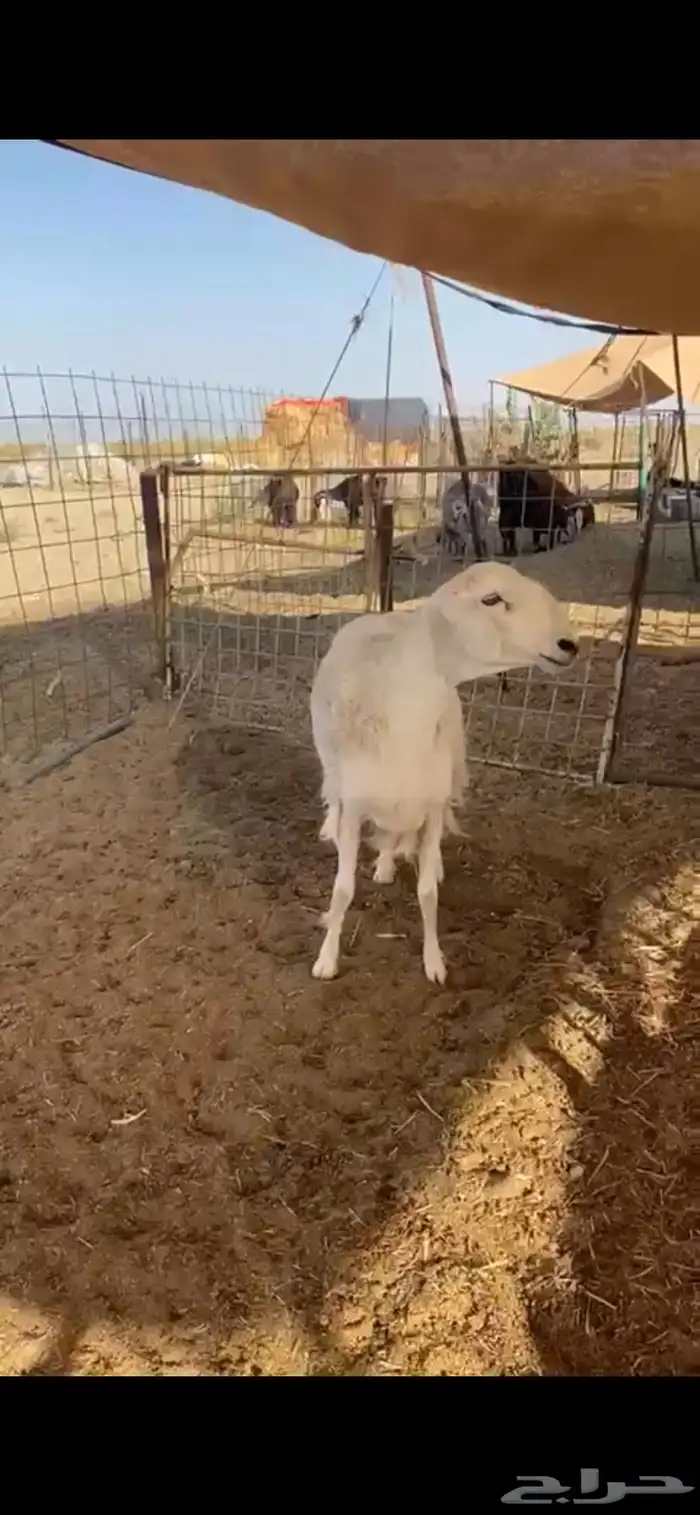 شاه ثنيه دافع 1
