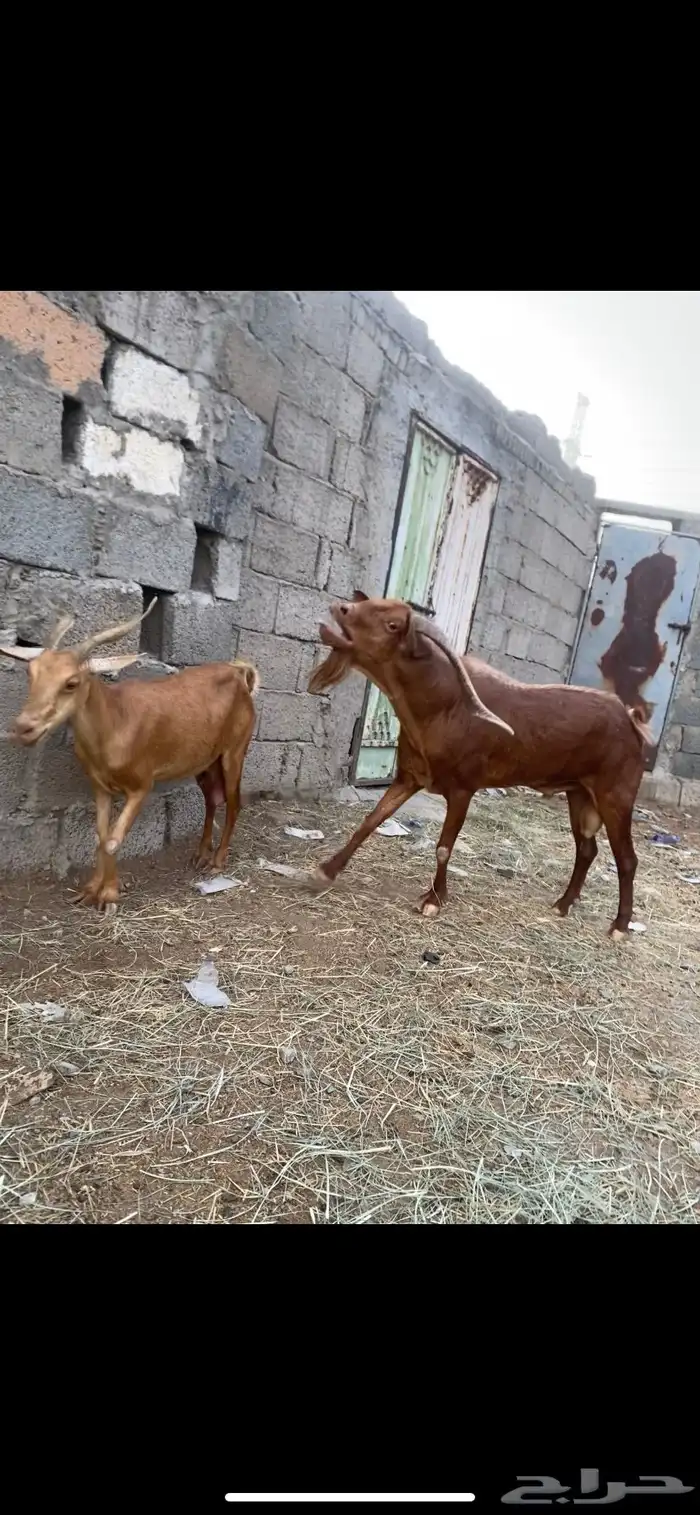 فحل بلدي 0
