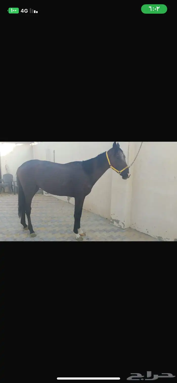 خيول انتاج للبيع 1