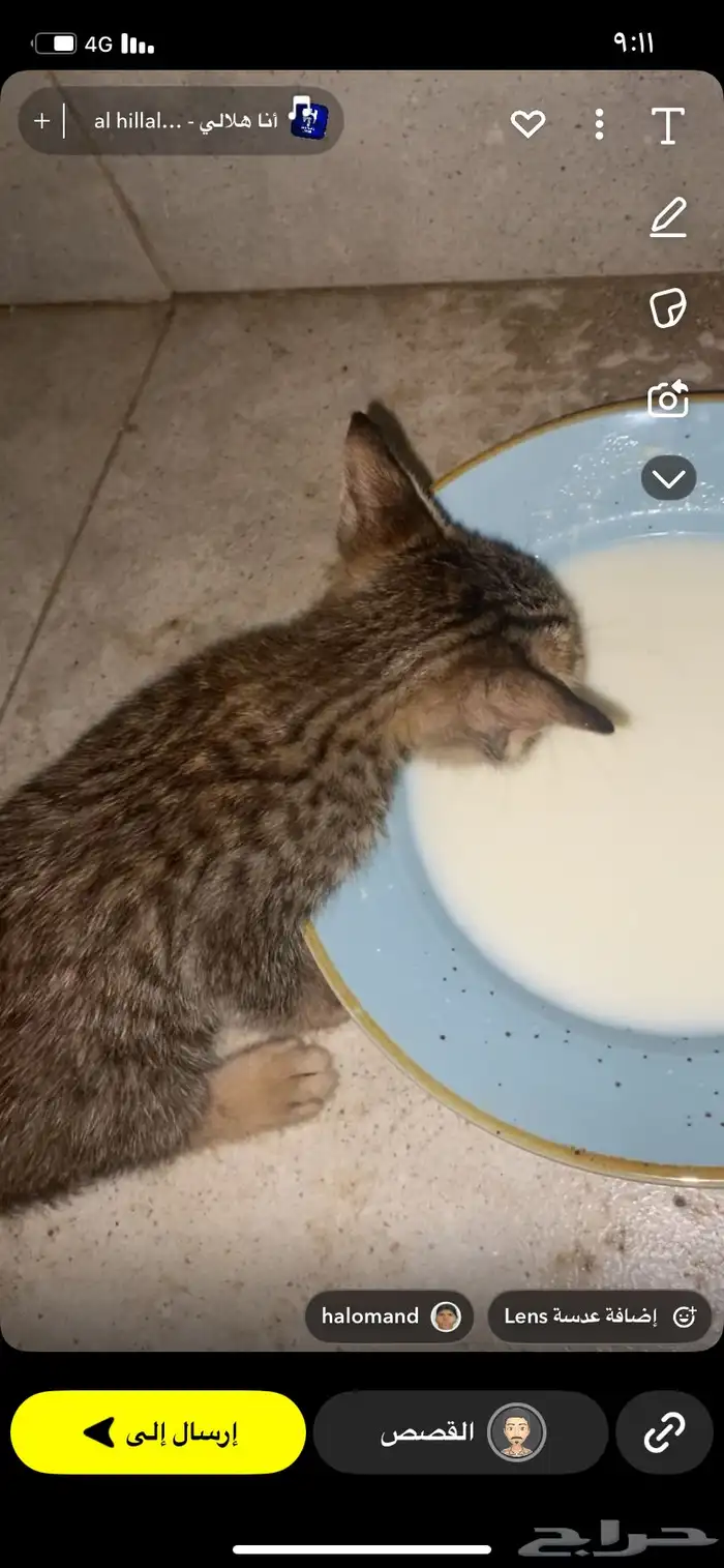 بسه لتبني 0