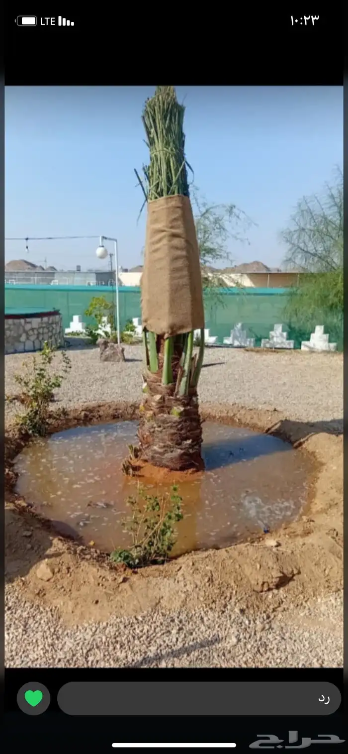 يوجد لدي جميع انواع النخيل نخل عربي بجميع انواعه ونخلواشنطن 2