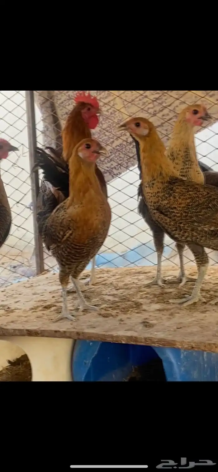 دجاج فيومي ذهبي مستعجل 1