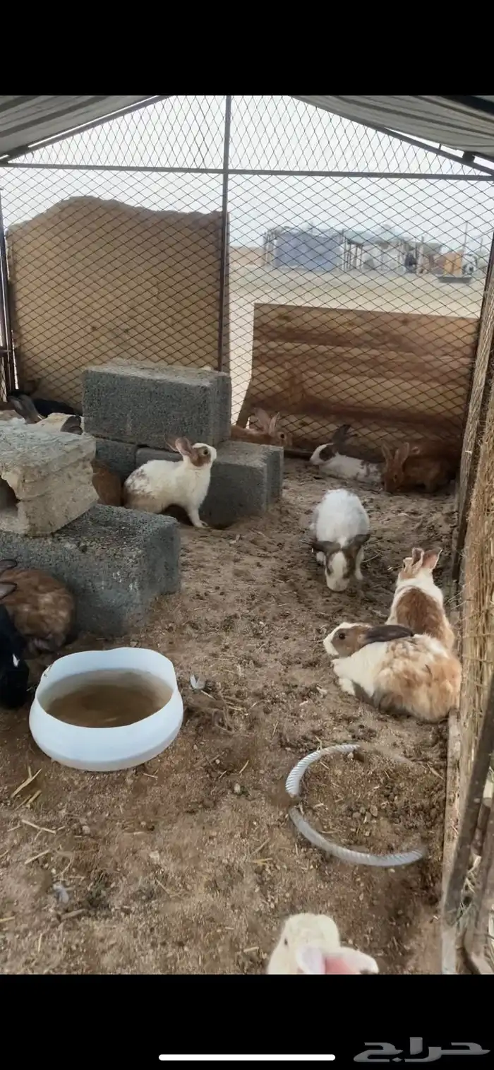 ارانب كبار حجم منتجه 2