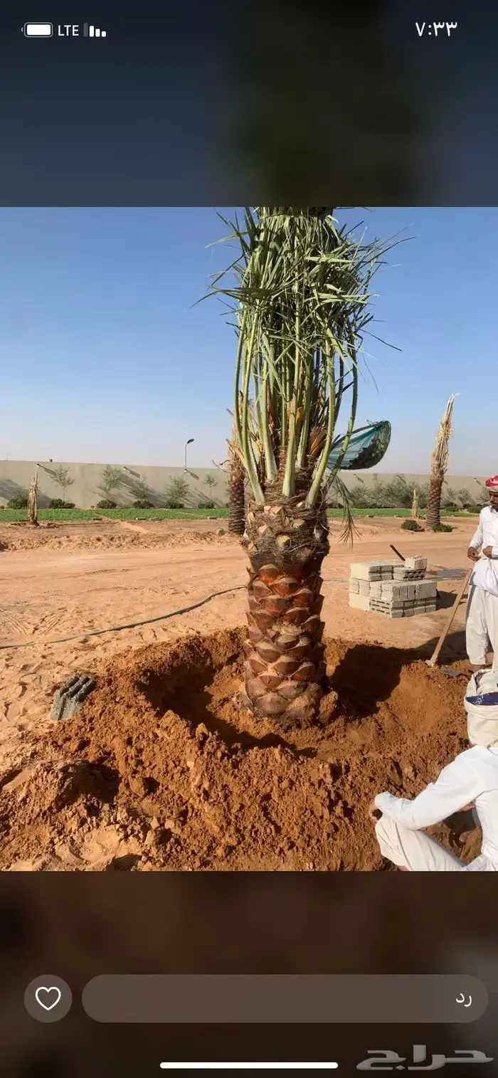 يوجد لدي جميع انواع النخيل نخل عربي بجميع انواعه ونخلواشنطن 3