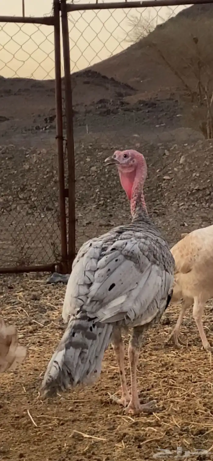 ديكين رومي 2