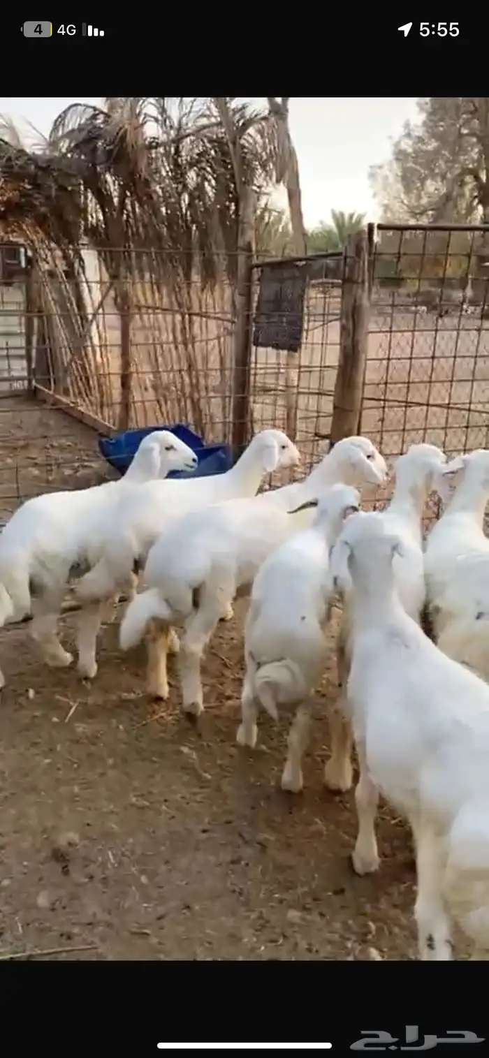 بهم حري للبيع عدد 7 فيها رخل وحده 0