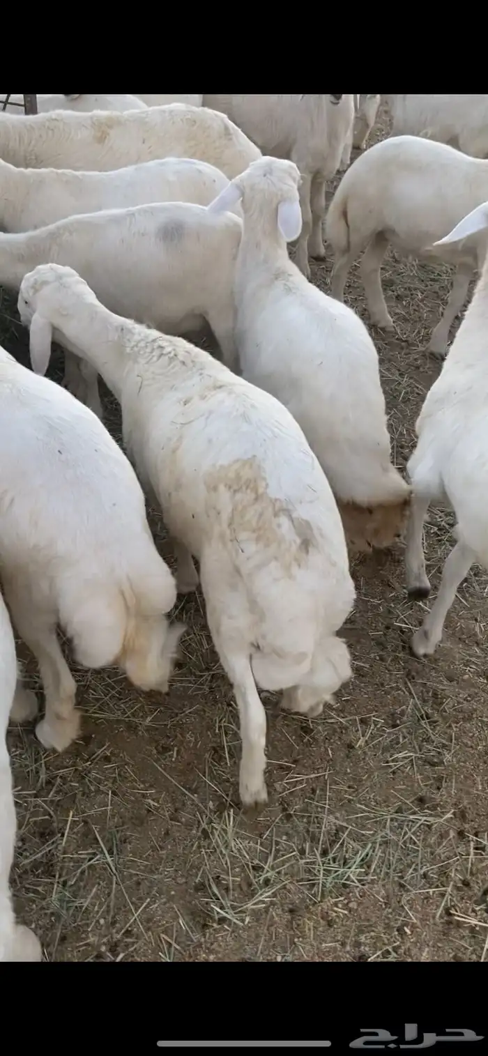 40 خروف 1