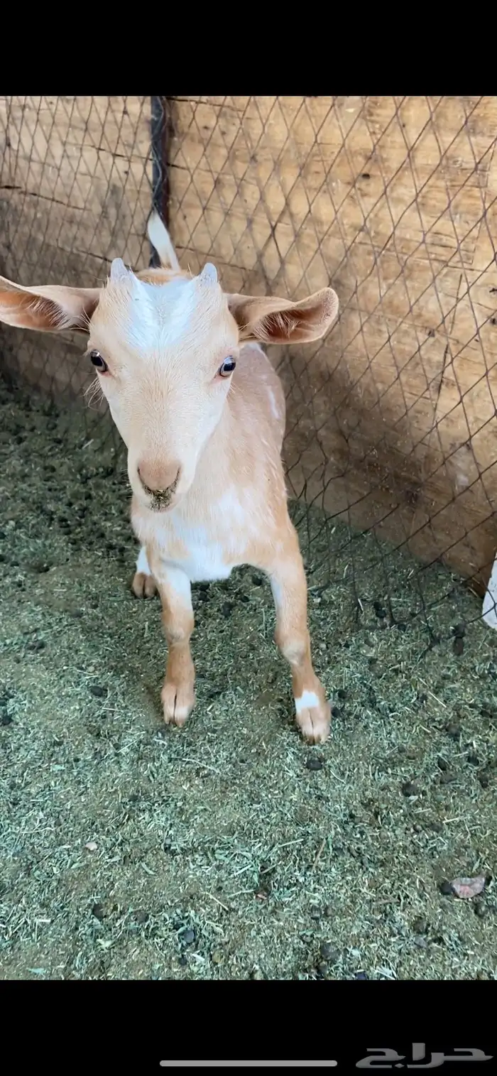 للبيع اقزام 0