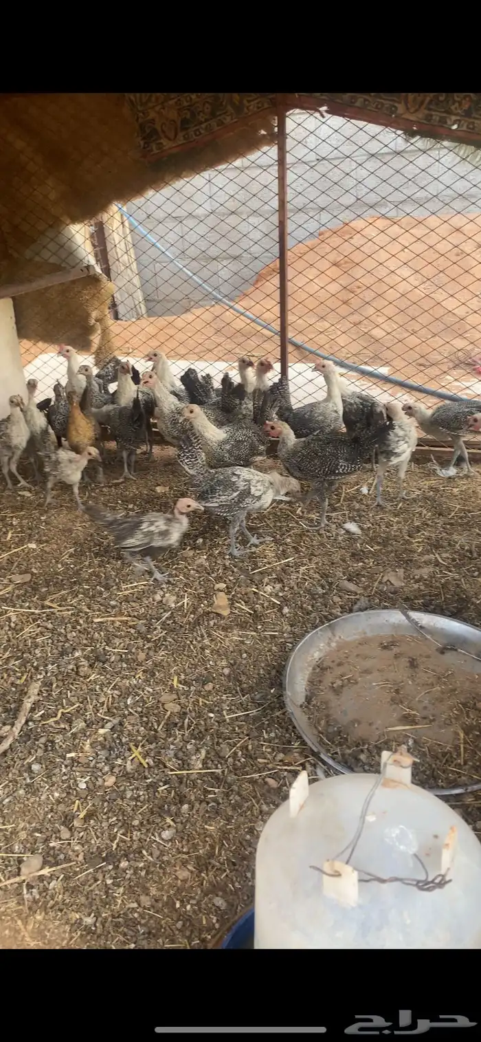للبيع فيومي 1