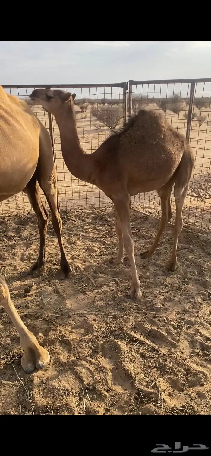 قعود فل شحم وعلي حليب أمه نضيف شرط عمره 5 شهور لي 6 2