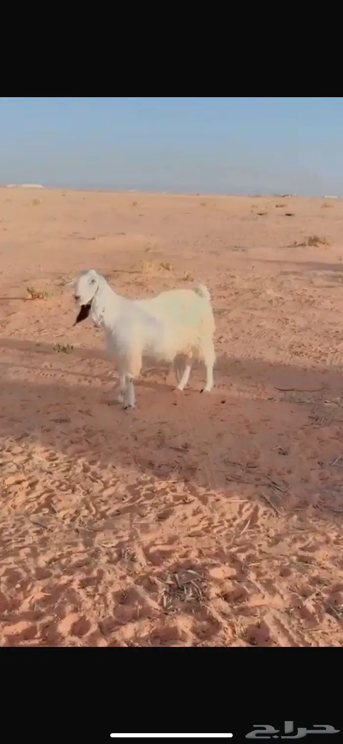 للبيع معزا 3