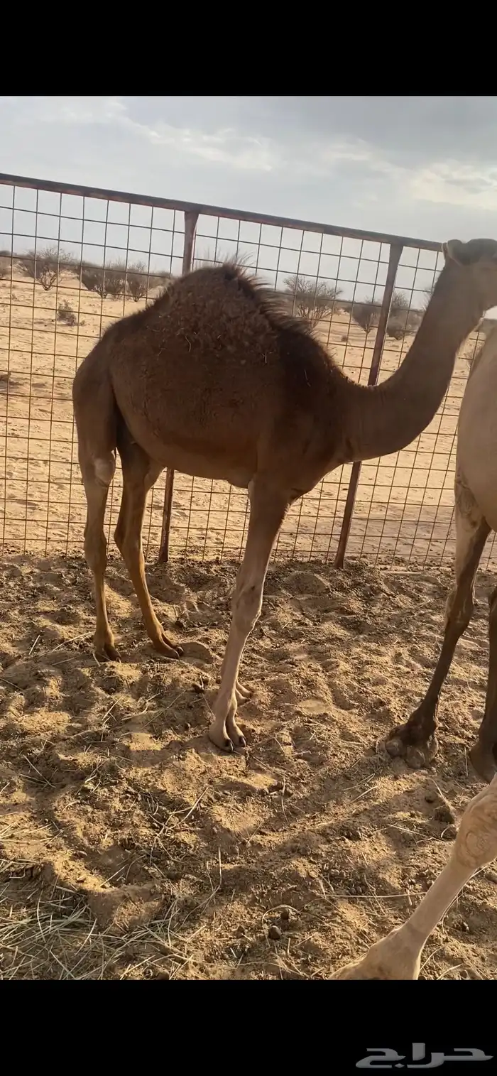 قعود فل شحم وعلي حليب أمه نضيف شرط عمره 5 شهور لي 6 1