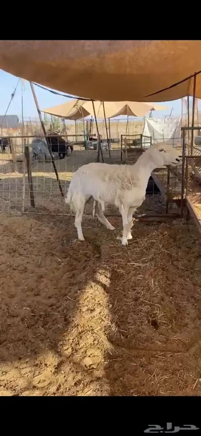 شاه ثنيه دافع 2
