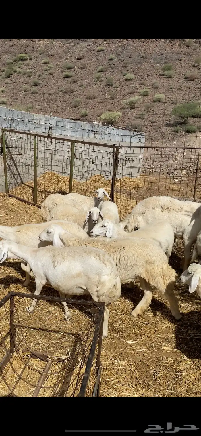 ضان للبيع أشكلها جذعات دفيع 2