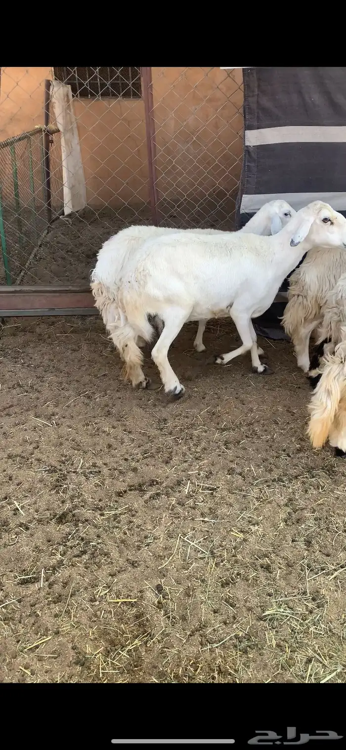 غنم صنف 0