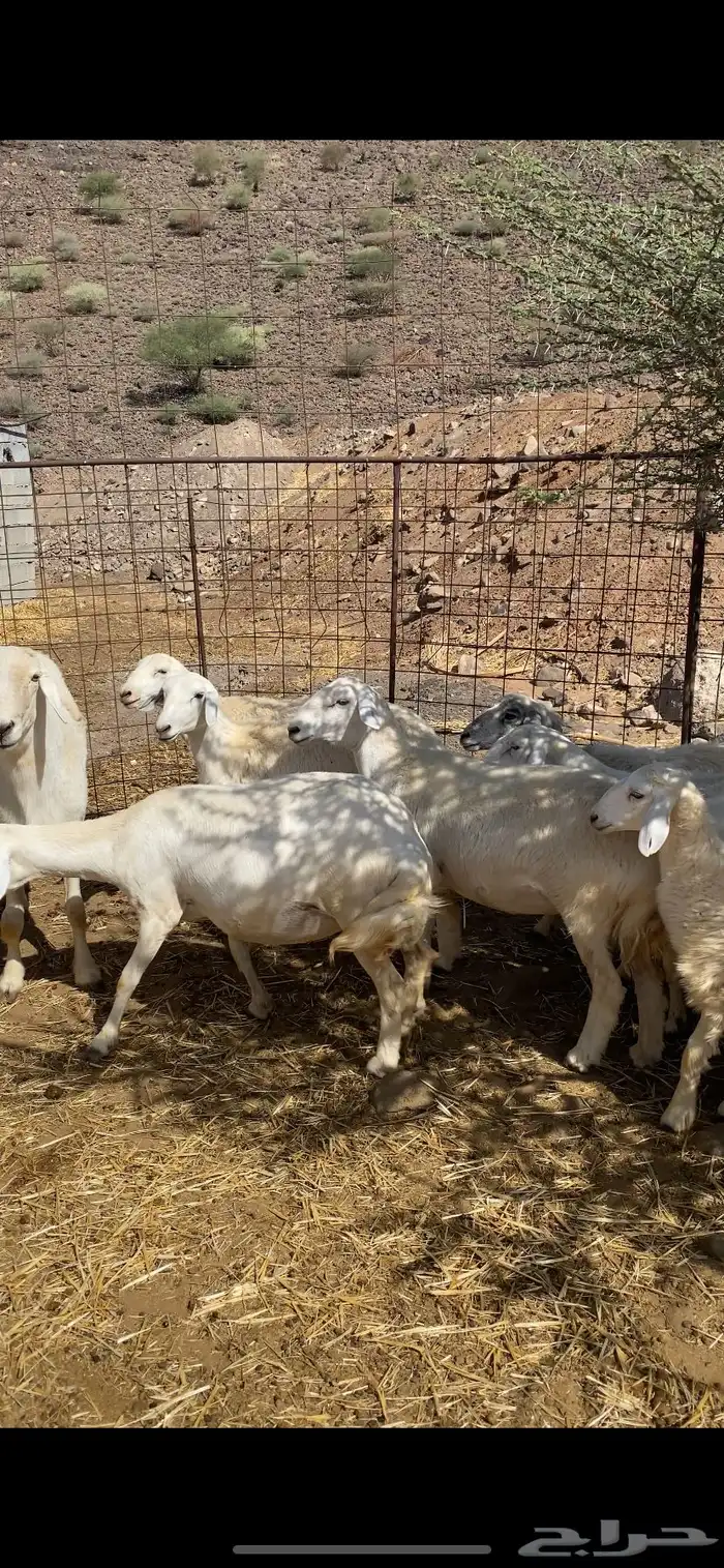 ضان للبيع أشكلها جذعات دفيع 1