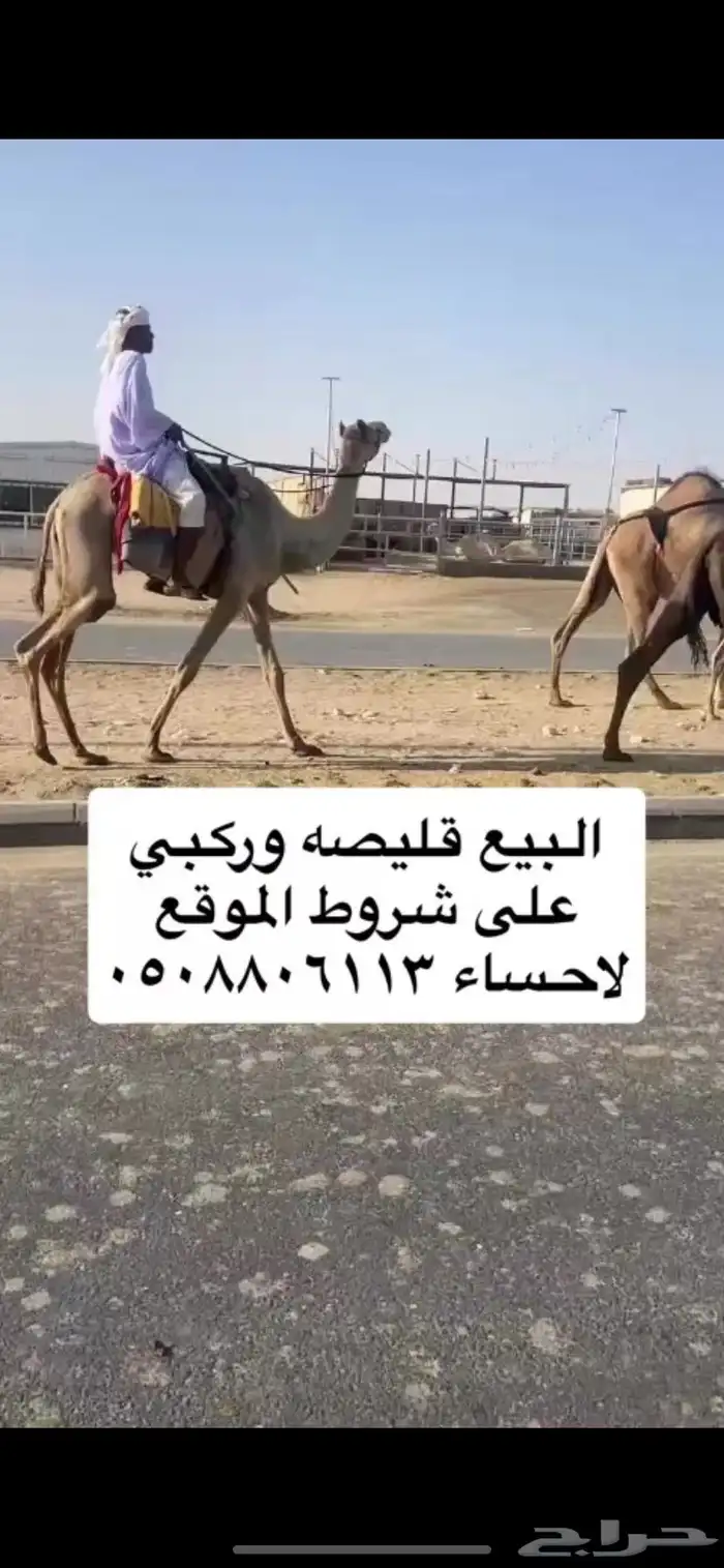 قليصه 0