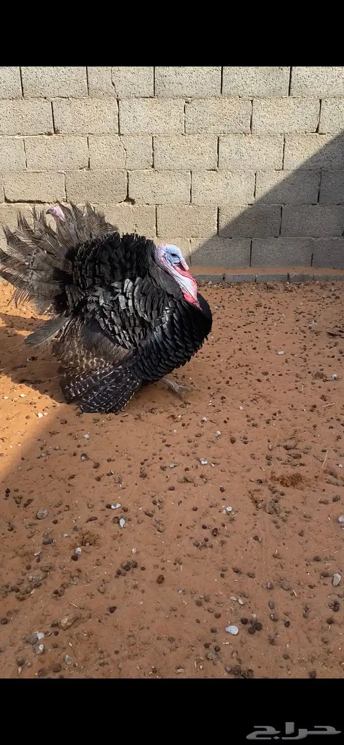 ديوك رومي يوجد ذبح 3