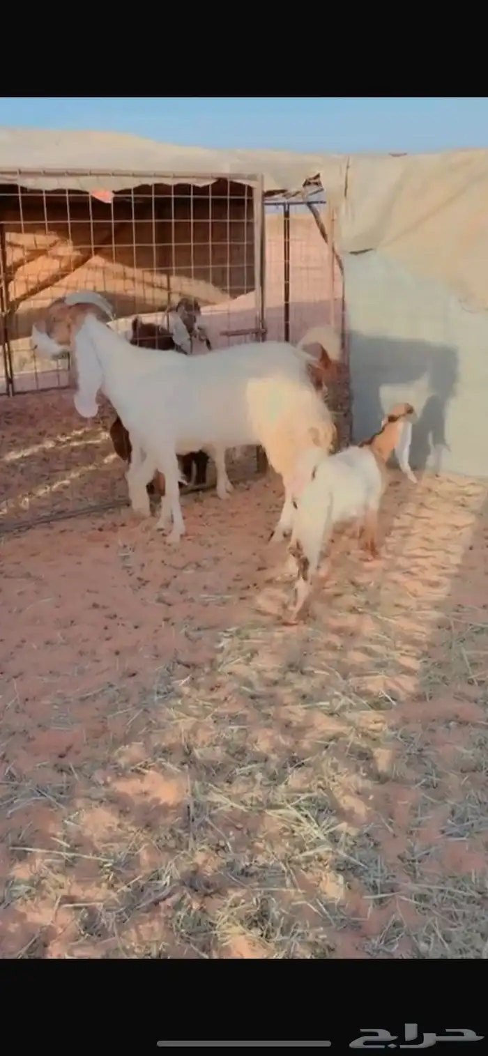 للبيع معزا 6
